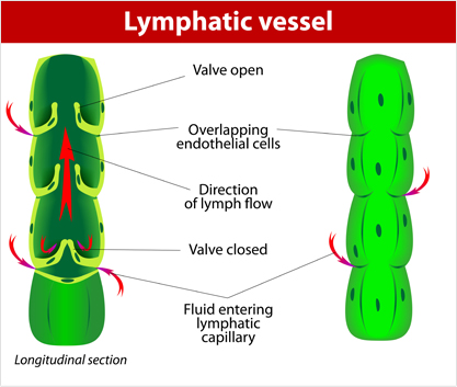 lymphatic-vessel